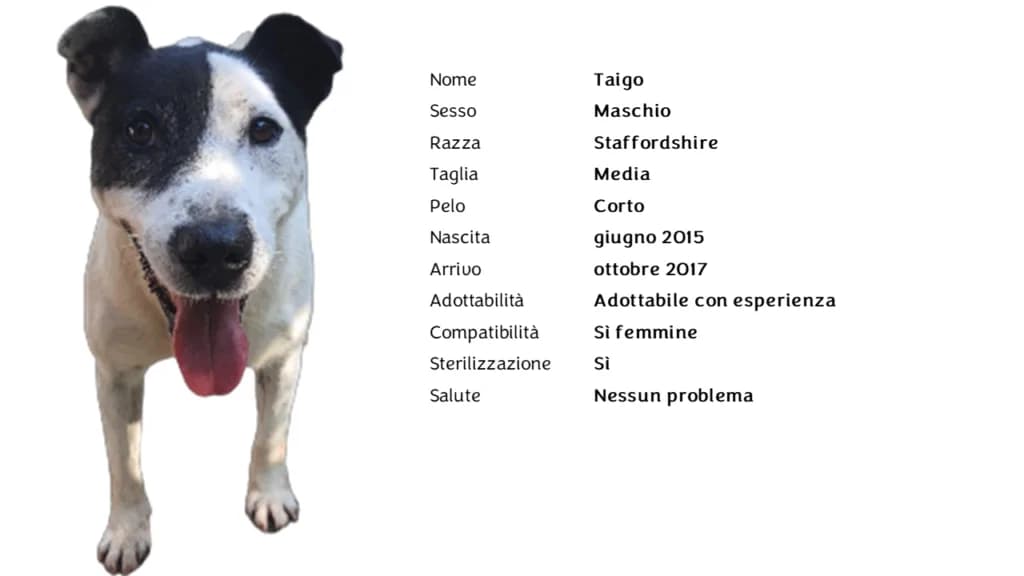TAIGO,  Staffordshire Bull Terrier for adoption at Canile di Vigevano