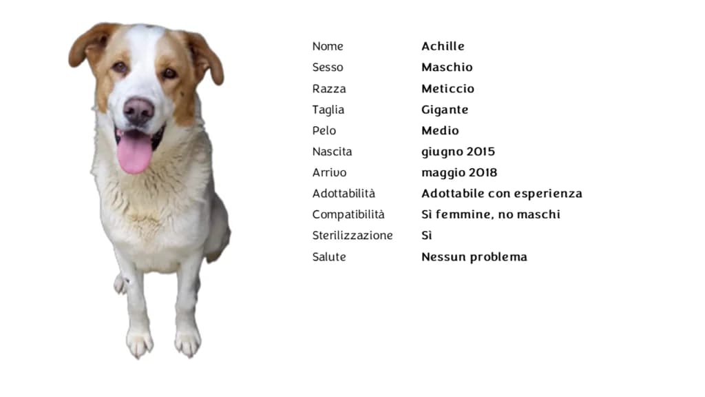 ACHILLE,  mixed breed for adoption at Canile di Vigevano