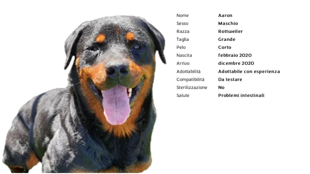 AARON (rott),  Rottweiler for adoption at Canile di Vigevano
