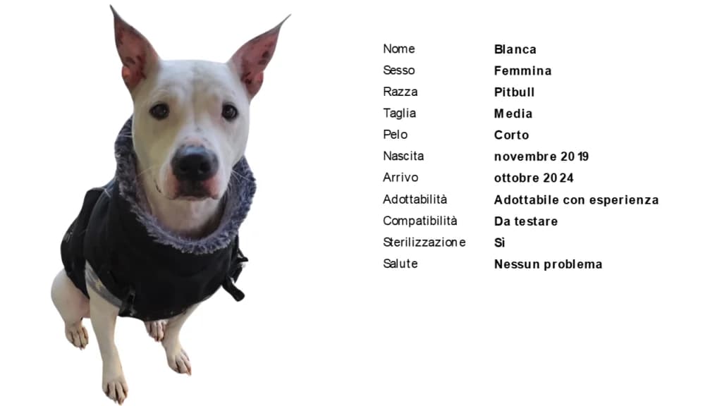 BLANCA,  Pit Bull Terrier for adoption at Canile di Vigevano