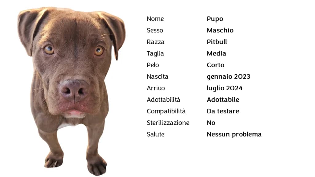 PUPO,  Pit Bull Terrier for adoption at Canile di Vigevano