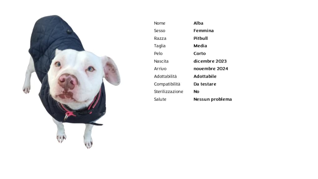 ALBA,  Pit Bull Terrier for adoption at Canile di Vigevano