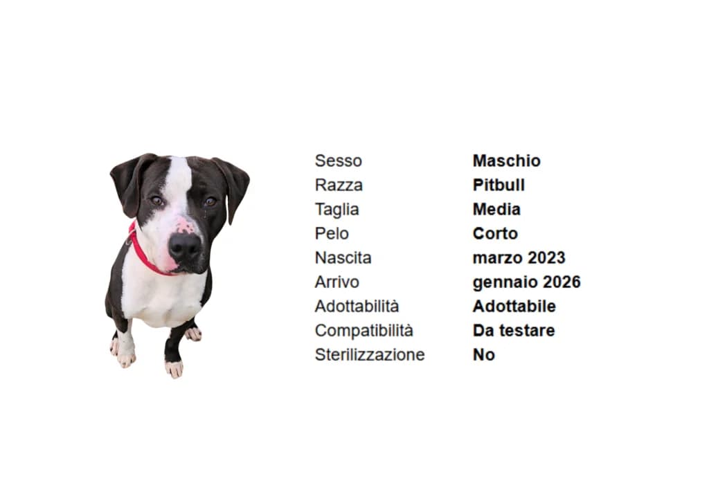 VALE,  Mixed Breed for adoption at Canile di Vigevano