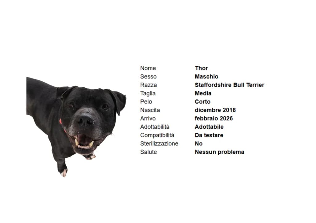THOR,  Staffordshire Bull Terrier for adoption at Canile di Vigevano