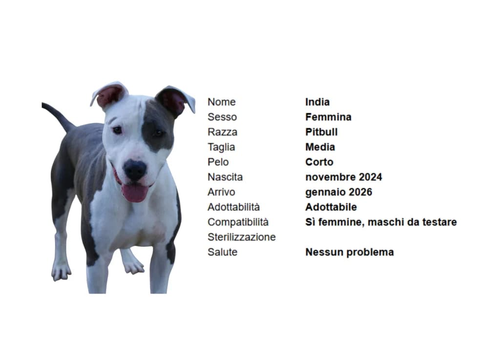 INDIA, Pit Bull Terrier (Canile di Vigevano)
