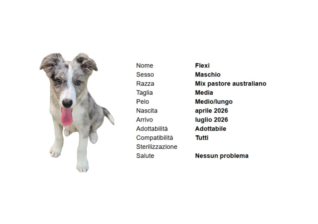 FLEXY,  mixed breed for adoption at Canile di Vigevano