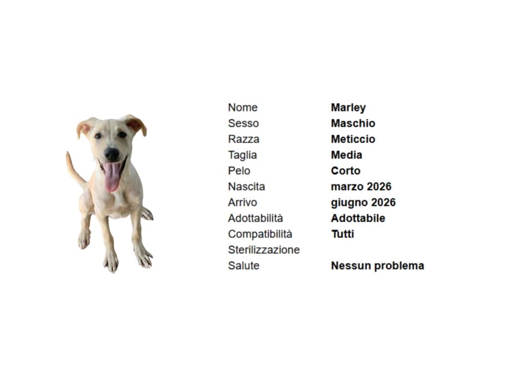 MARLEY,  (Canile di Vigevano)