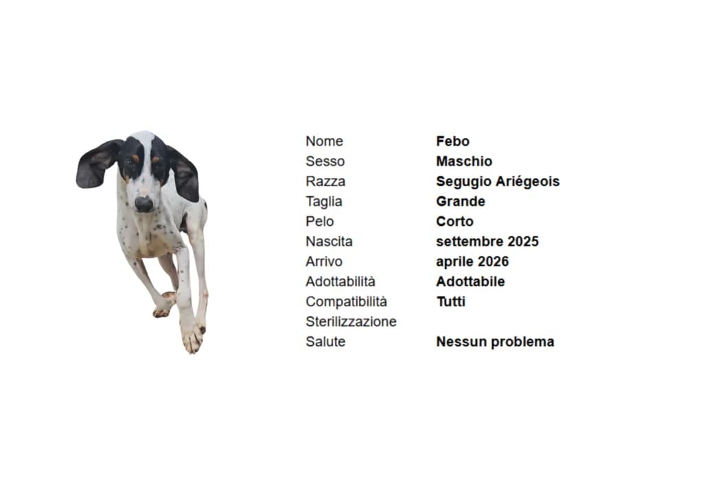 FEBO,  mixed breed for adoption at Canile di Vigevano