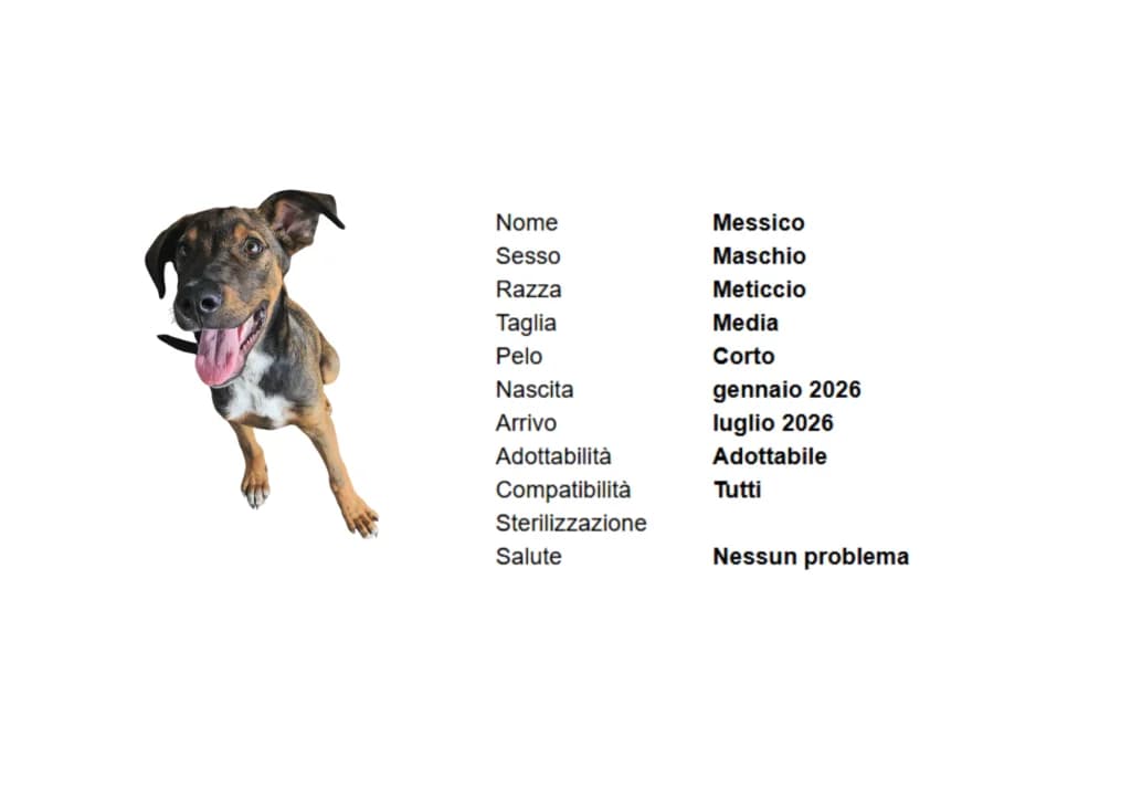 MESSICO, mixed breed for adoption at Canile di Vigevano