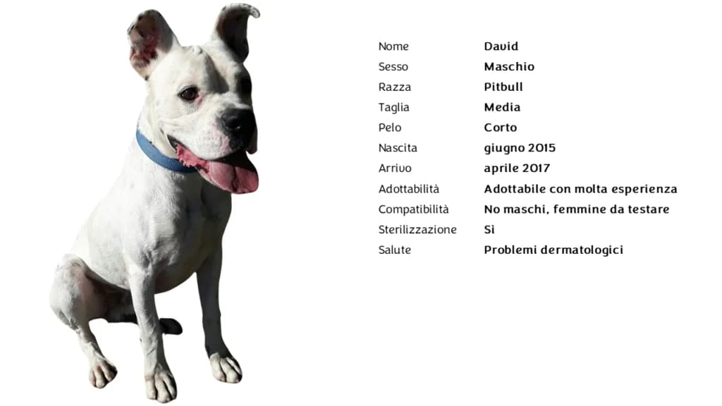DAVID,  Pit Bull Terrier for adoption at Canile di Vigevano