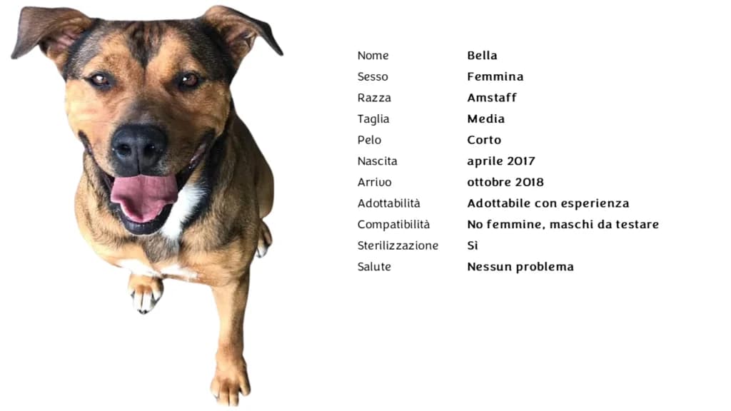 BELLA,  American Staffordshire Terrier for adoption at Canile di Vigevano
