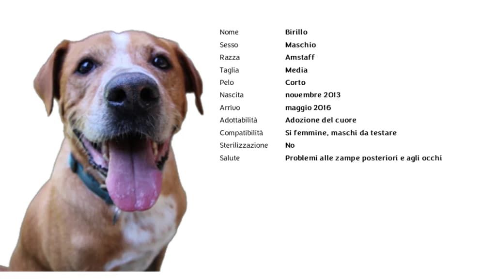 BIRILLO ❤️,  American Staffordshire Terrier for adoption at Canile di Vigevano