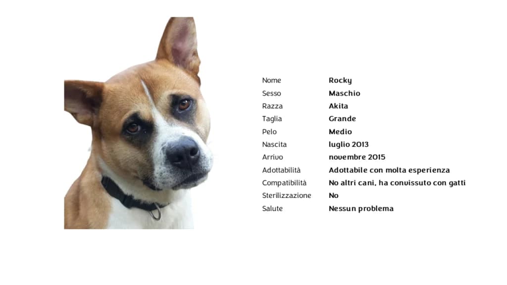 ROCKY ❤️,  Akita for adoption at Canile di Vigevano