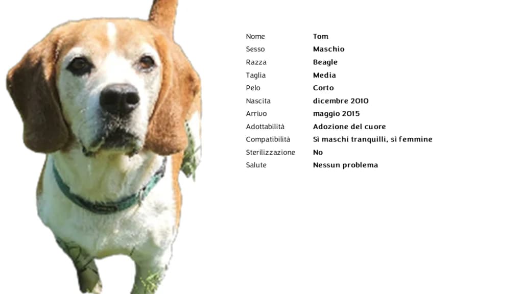 TOM ❤️,  Beagle for adoption at Canile di Vigevano