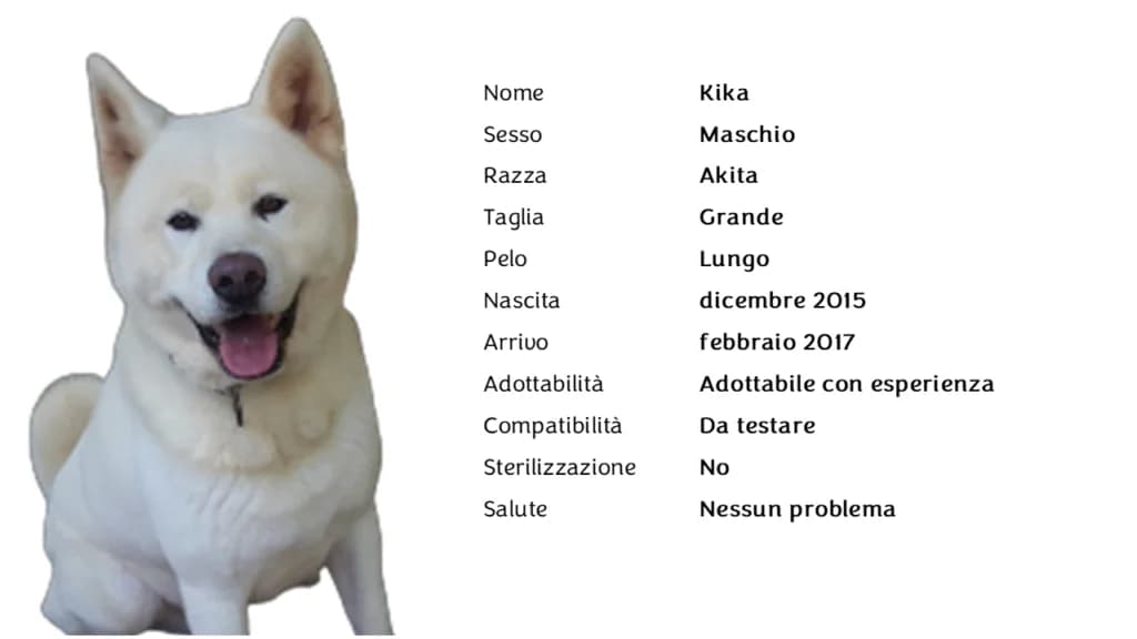 KIKA,  Akita for adoption at Canile di Vigevano