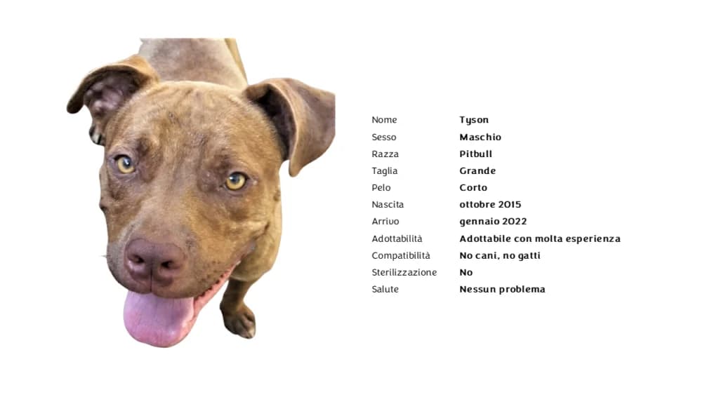 TYSON,  Pit Bull Terrier for adoption at Canile di Vigevano
