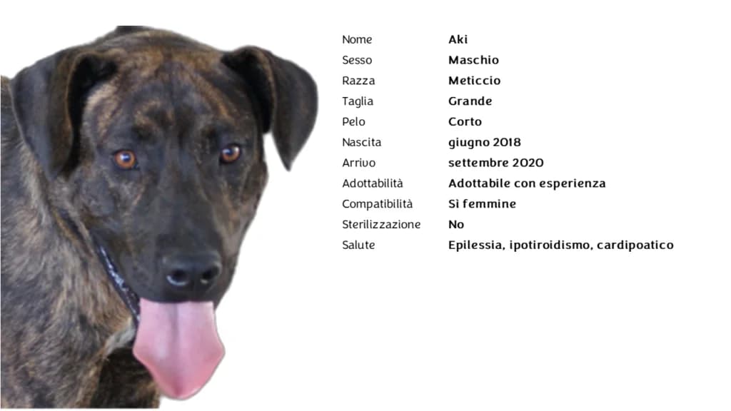 AKI,  mixed breed for adoption at Canile di Vigevano