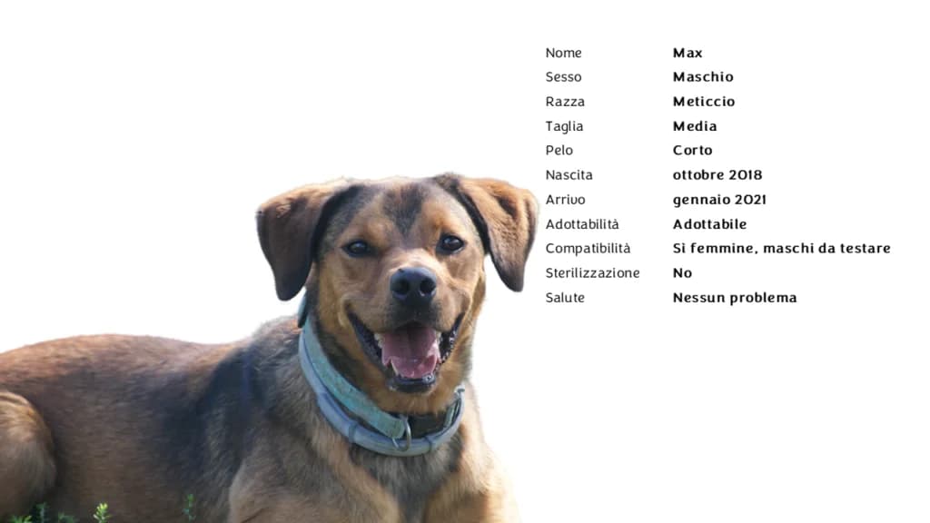 MAX,  mixed breed for adoption at Canile di Vigevano