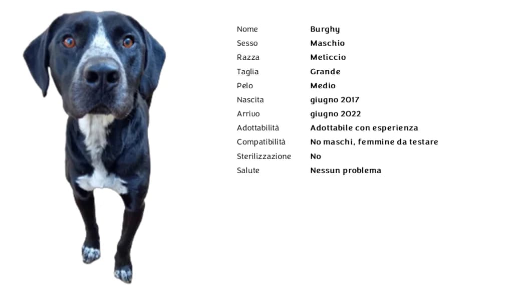 BURGHY,  mixed breed for adoption at Canile di Vigevano