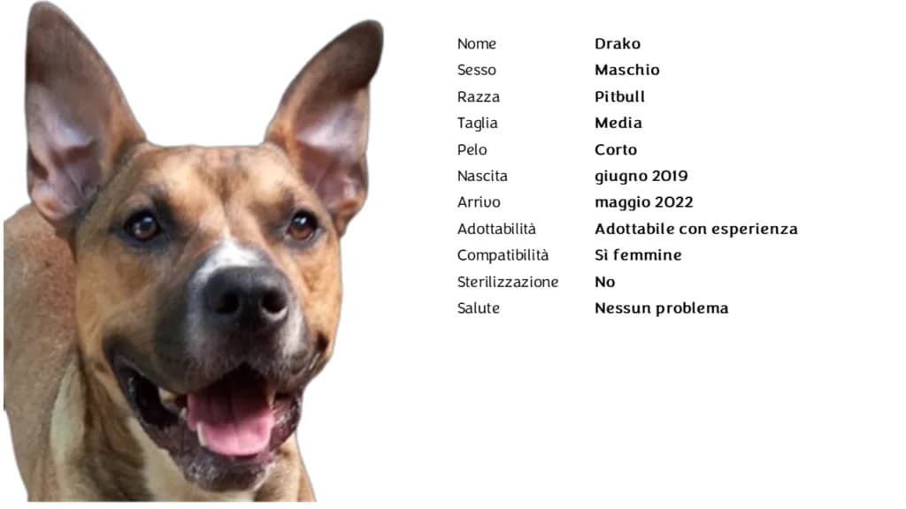 DRAKO,  Pit Bull Terrier for adoption at Canile di Vigevano