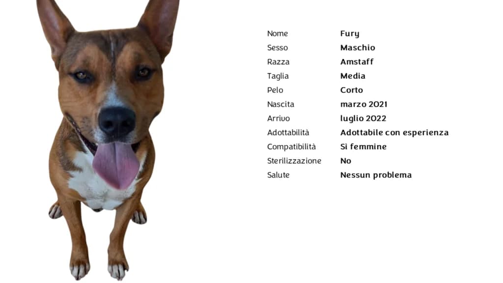 FURY,  American Staffordshire Terrier for adoption at Canile di Vigevano