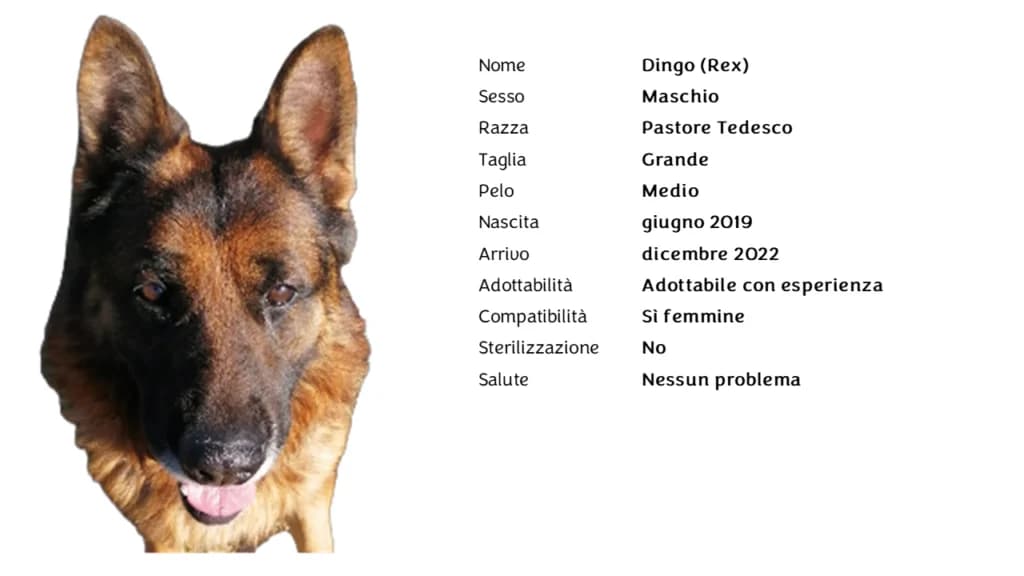 DINGO,  German Shepherd for adoption at Canile di Vigevano
