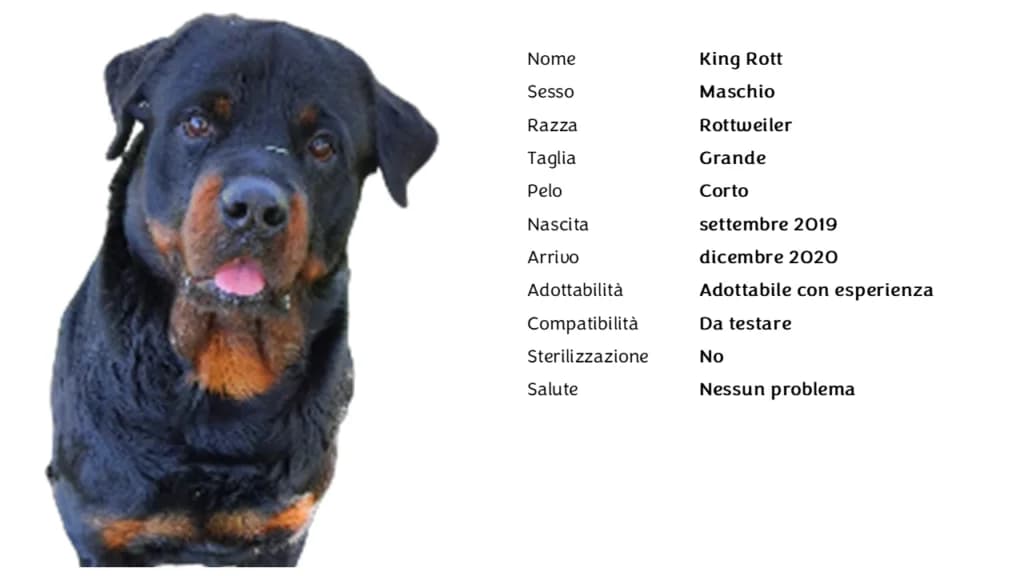 KING,  Rottweiler for adoption at Canile di Vigevano