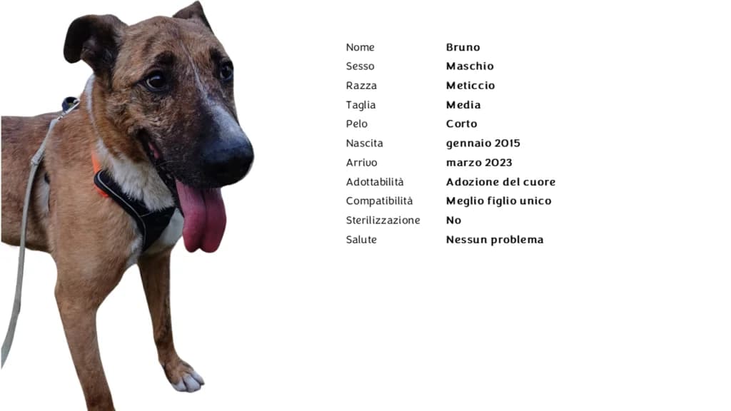 BRUNO ❤️,  mixed breed for adoption at Canile di Vigevano
