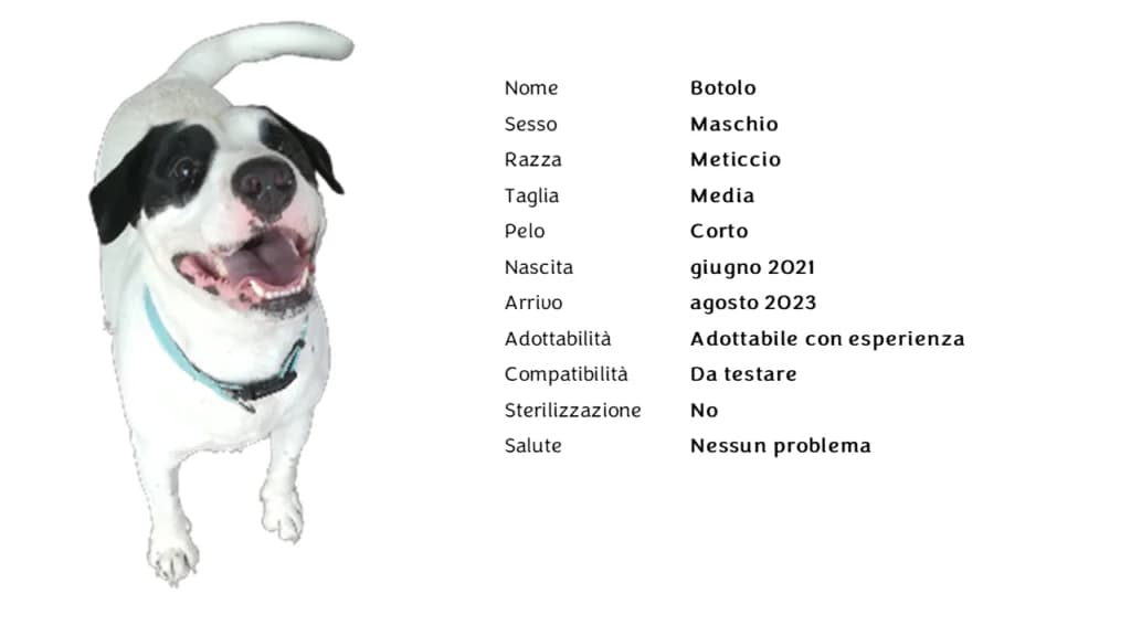 BOTOLO,  mixed breed for adoption at Canile di Vigevano