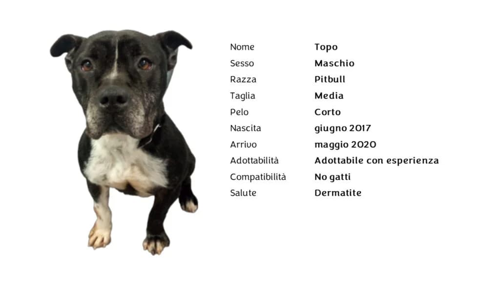 TOPO,  mixed breed for adoption at Canile di Vigevano