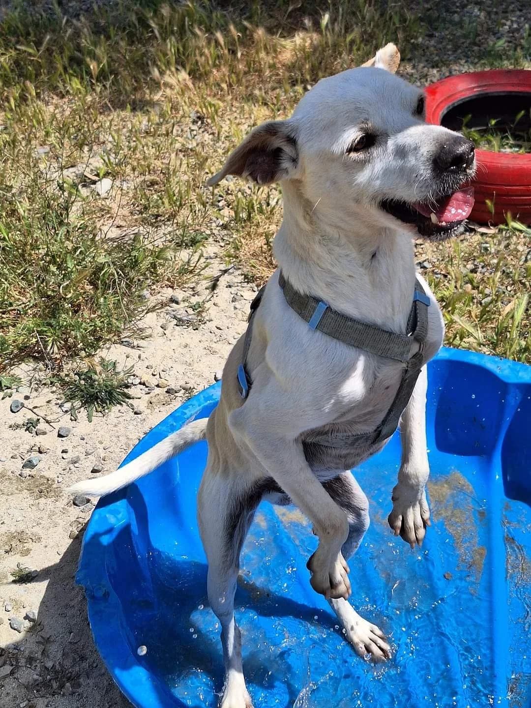 Leo,  senior Mixed Breed for adoption at Casa del Randagio