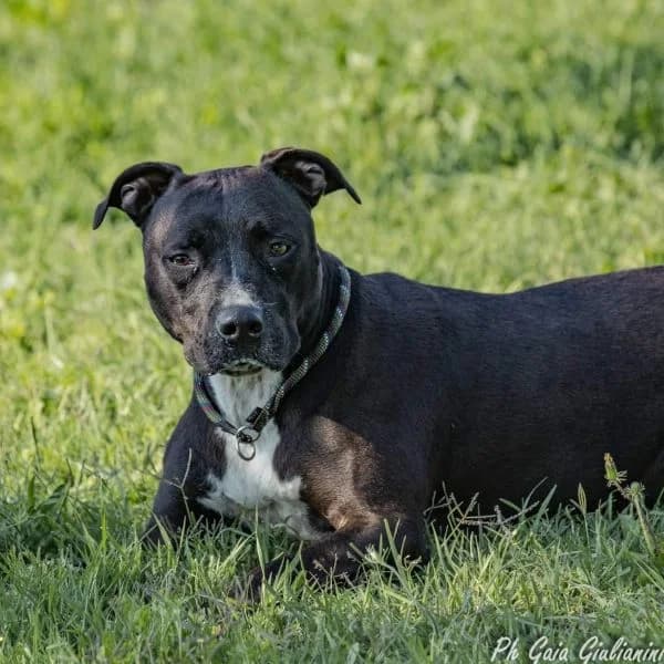 SEDE ASSOCIAZIONE Via Collettore 7, Mixed Breed (La Casa di Axel)