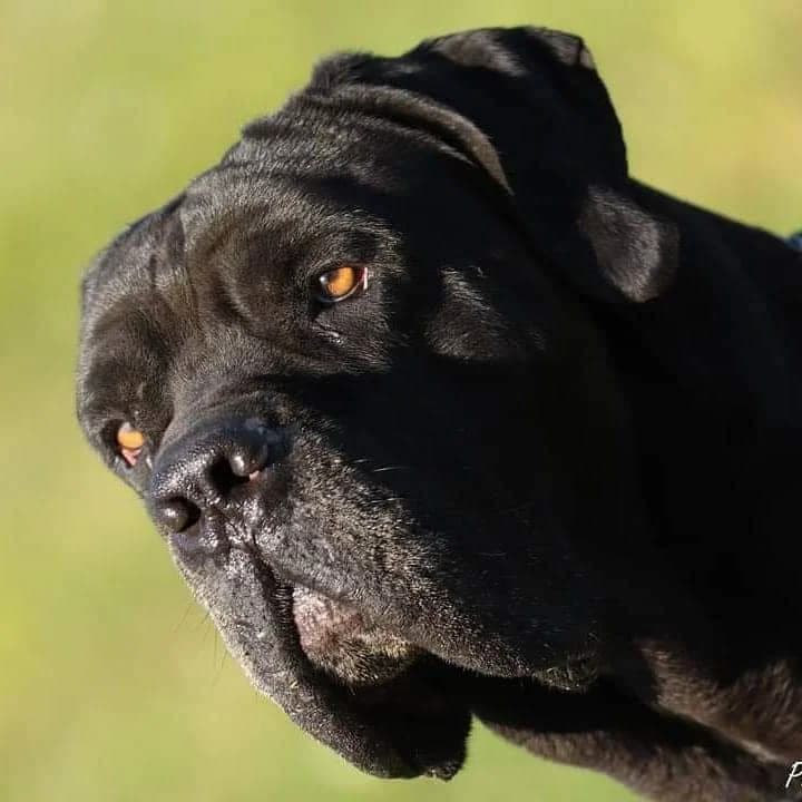 ROCCO, male puppy Mixed Breed for adoption at La Casa di Axel, Emilia-Romagna
