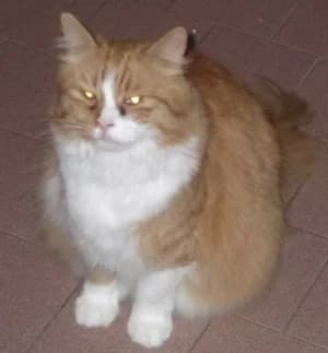 Friz,  mixed breed for adoption at Centro Felix