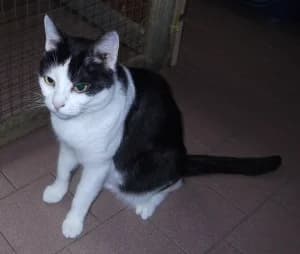 LIna,  mixed breed for adoption at Centro Felix