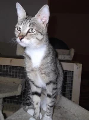Tarzan,  mixed breed for adoption at Centro Felix