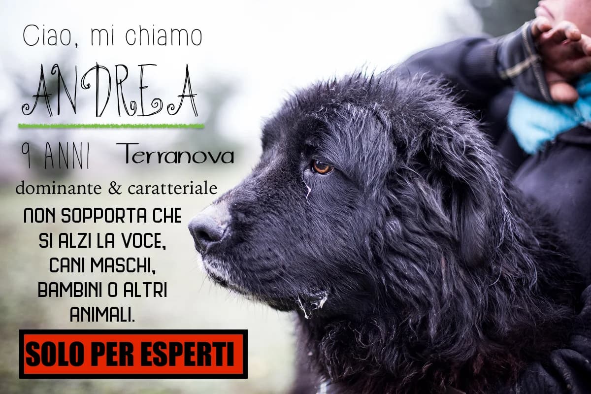 Andrea, male senior Mixed Breed for adoption at Città degli Angeli, Cavarzere (Venezia)