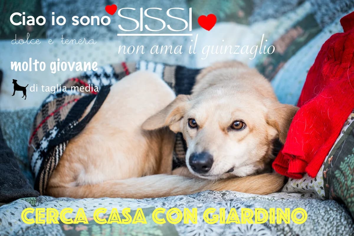 Sissi,  Mixed Breed for adoption at Città degli Angeli, Cavarzere (Venezia)