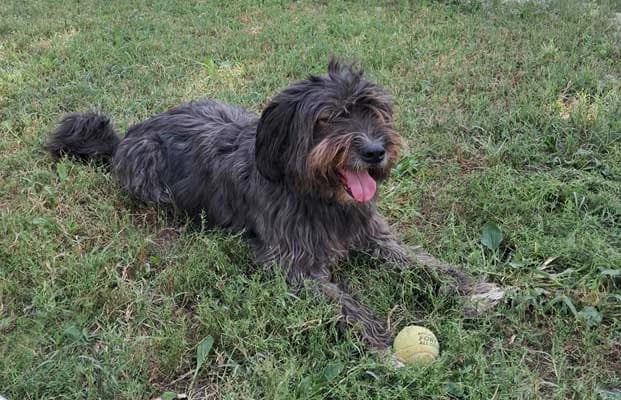 Bonito, male Mixed Breed for adoption at Compagni di Strada - Canile di Desenzano