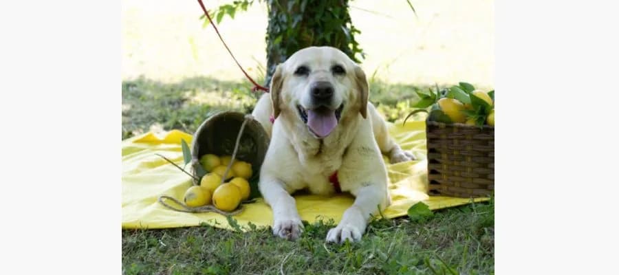 Olimpia, Mixed Breed (Compagni di Strada - Canile di Desenzano)