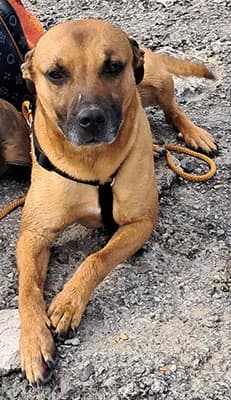 Ultimo, male 5yo Mixed Breed for adoption at Compagni di Strada - Canile di Desenzano
