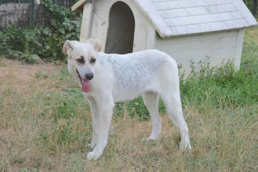 Zara, female Mixed Breed for adoption at Compagni di Strada - Canile di Desenzano