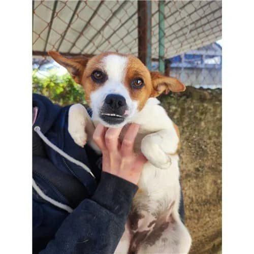 GIANNA, female puppy mixed breed for adoption at Dog Park Salerno