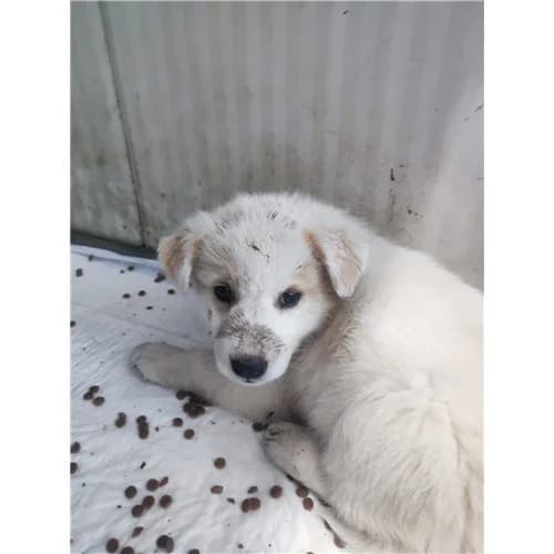 ASHLEY, female puppy mixed breed for adoption at Dog Park Salerno