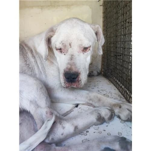 FIONA, female senior mixed breed for adoption at Dog Park Salerno