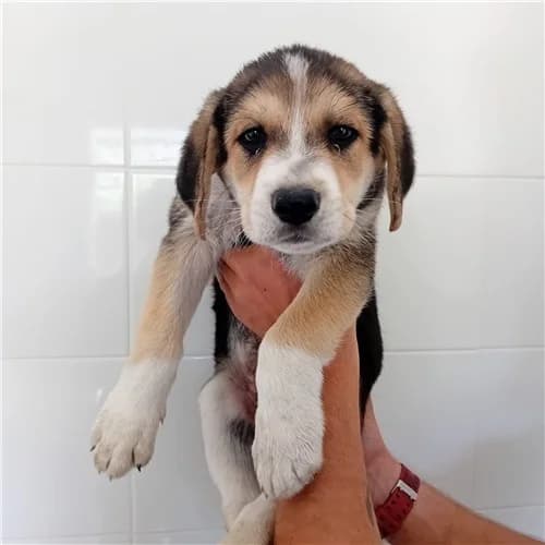 TOBIA, male puppy mixed breed for adoption at Dog Park Salerno