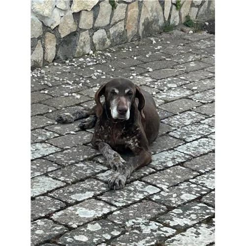 MAIA, female senior mixed breed for adoption at Dog Park Salerno