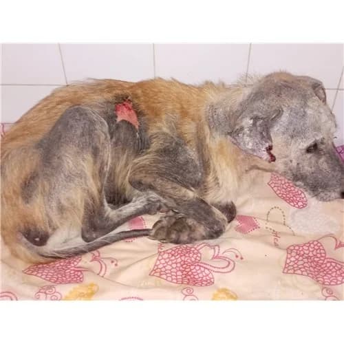 NELLA, female young mixed breed for adoption at Dog Park Salerno