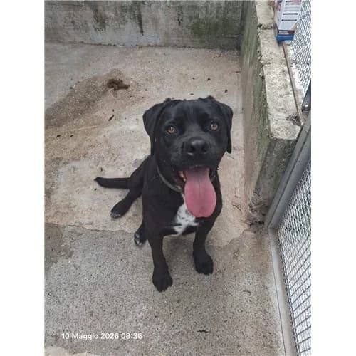 AMOS, male young mixed breed for adoption at Dog Park Salerno