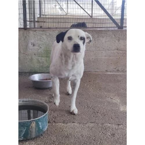 AVE, female 4yo mixed breed for adoption at Dog Park Salerno